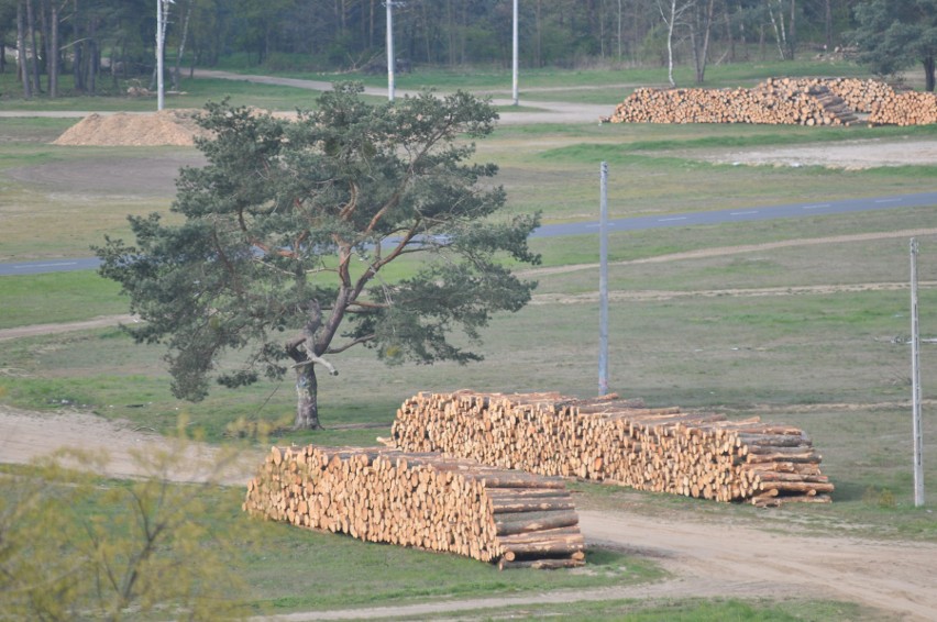 2.084 - tyle drzew zostanie wyciętych na terenie,...
