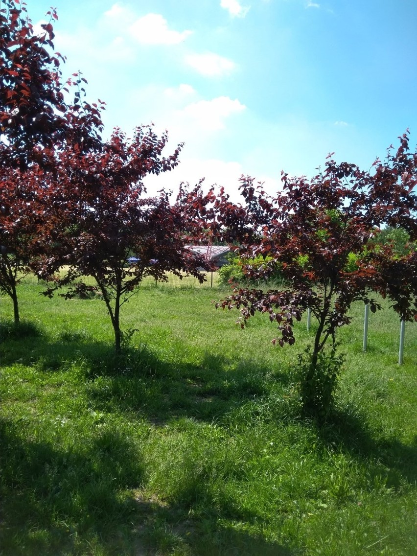 Zarośnięty psi park w Rzeszowie. Po naszej interwencji trawę wykoszono [ZDJĘCIA INTERNAUTKI]