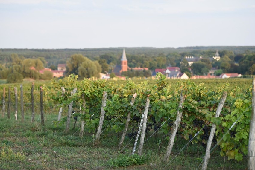 Winnica we wsi Łaz w gminie Zabór (województwo lubuskie)