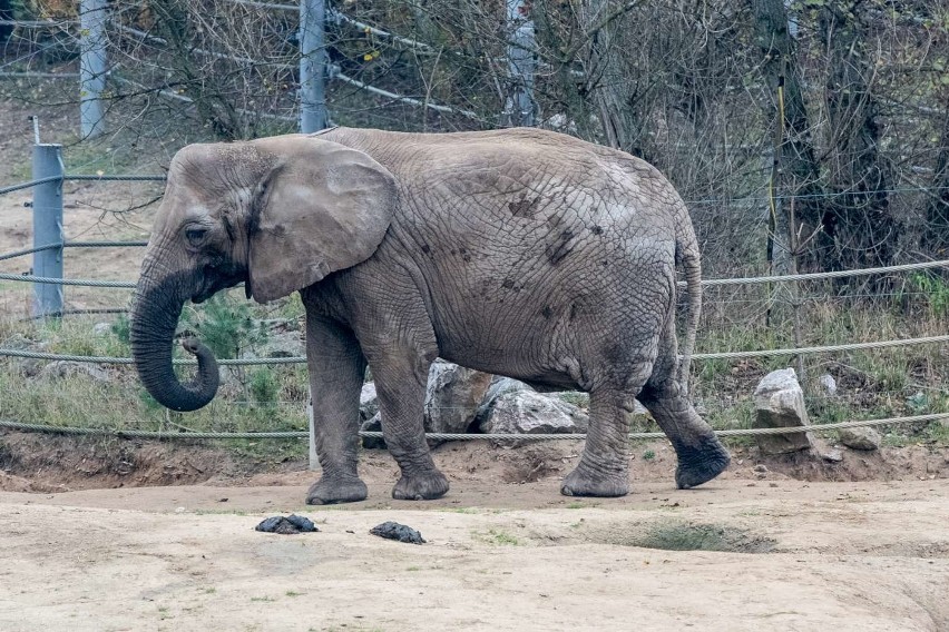 Mieszkańcy poznańskich ogrodów zoologicznych szykują się na...