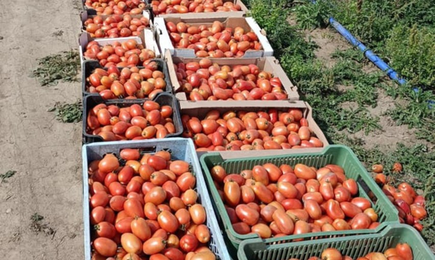 Pomidor lima jako idealny na przetwory najczęściej jest w...