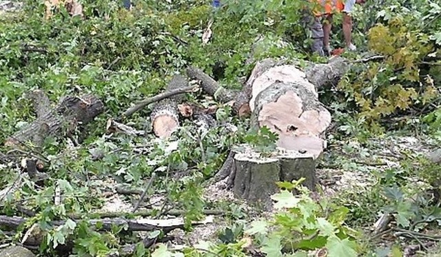 Pod koniec 2015 roku w lesie komunalnym wycięto ok. 3 tys. drzew. W zamian posadzono młode sadzonki.