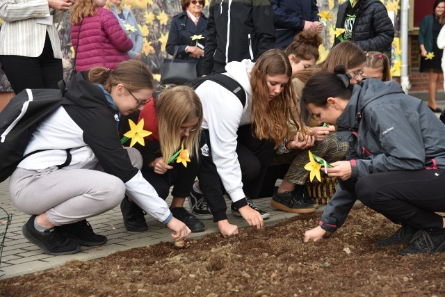 Wiosną na skwerze przy Lubuskim Urzędzie Wojewódzkim w Gorzowie zakwitnie kilkaset żonkili.