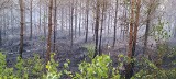 Pożary lasów na Pomorzu. To efekt suszy, ale nie tylko. Na ternie województwa pomorskiego nadal obowiązuje Alert RCB 