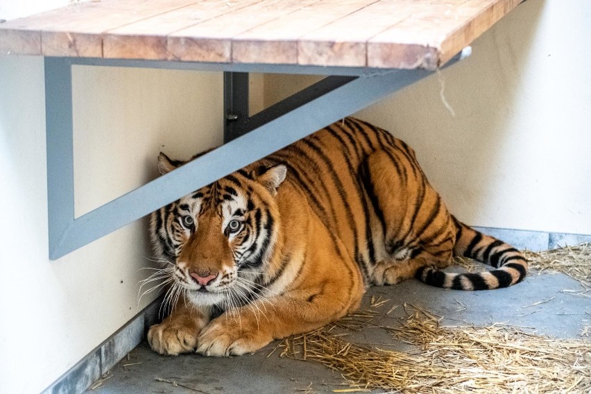 Dyrekcja poznańskiego zoo otrzymała szczególny prezent od...