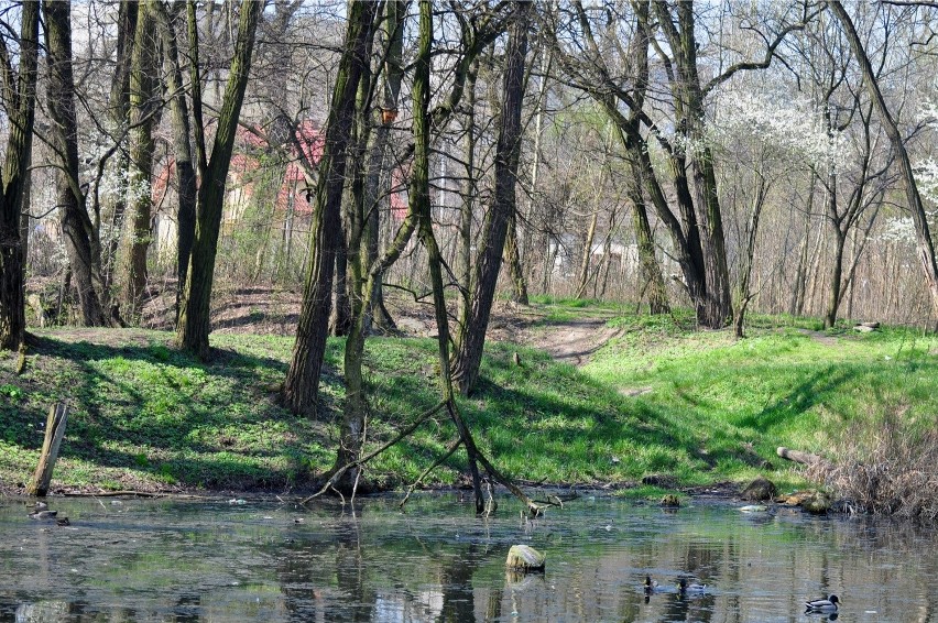 Kraków. Wytną 400 drzew, by stworzyć... park