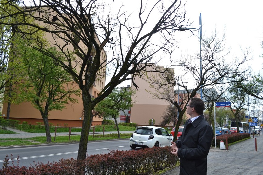 Wymienią drzewa, przeniosą donice na ulicy Kościuszki w Rybniku