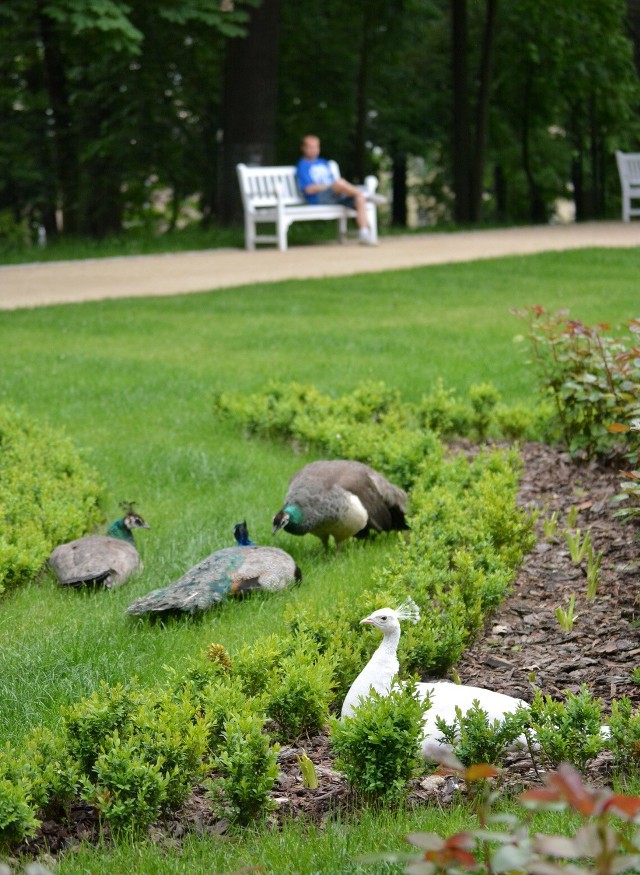 Pawie są atrakcją Ogrodu Saskiego, najczęściej paradują po głównym parkowym trawniku. Na zdjęciu spacer z końca maja. 