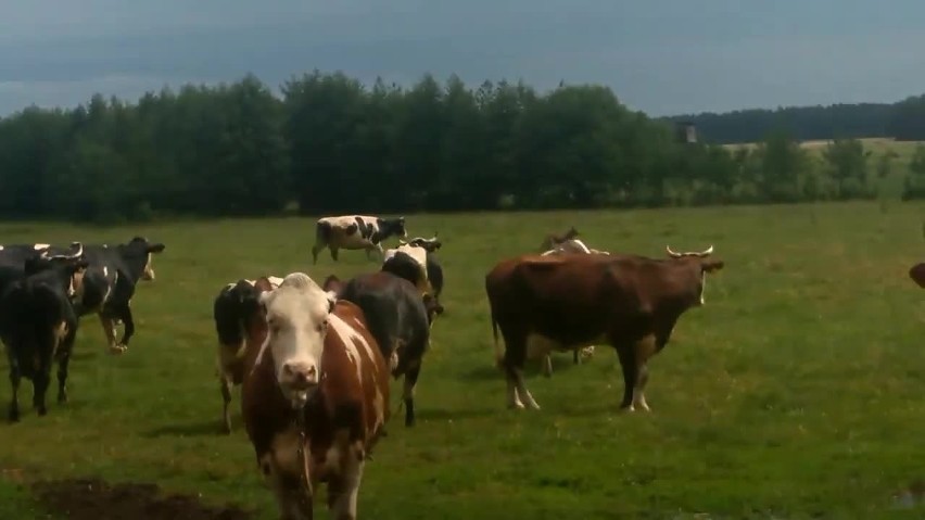 Wilk najpierw szukał ofiary w stadzie krów, potem wśród...