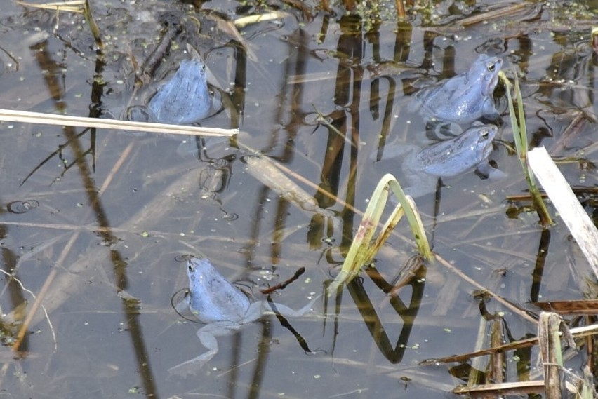 Niebieska żaba moczarowa Rana arvalis na Pomorzu