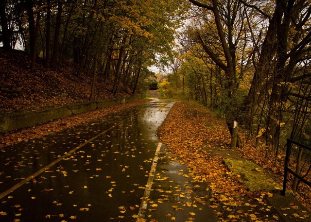 Jesień w Lubuskiem: Czwartek przywita nas deszczem i chłodem.