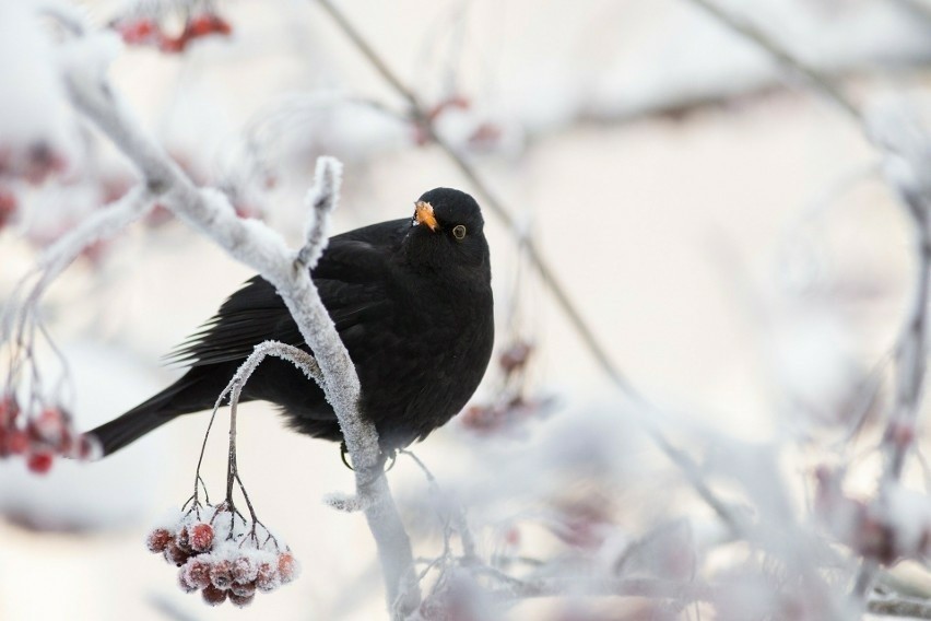 Praktyczne porady jak pomóc ptakom podczas zimy