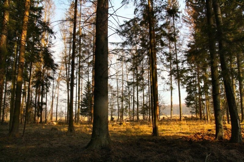 Puszcza Białowieska budzi się do życia