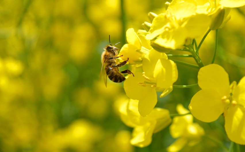 Miód, który powstaje z pasji i miłości do pszczół — pszczelarstwo, które daje płynne złoto