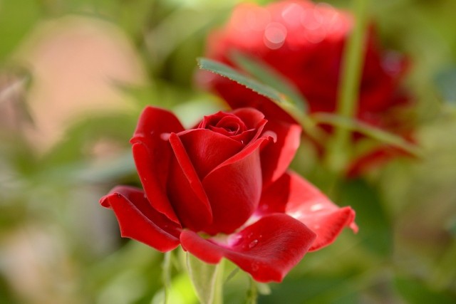 Wybierając róże do ogrodu, zwróćmy uwagę na to, do jakiego typu należą. Z tym związane są ich wymagania, sposób pielęgnacji i odporność na mróz.