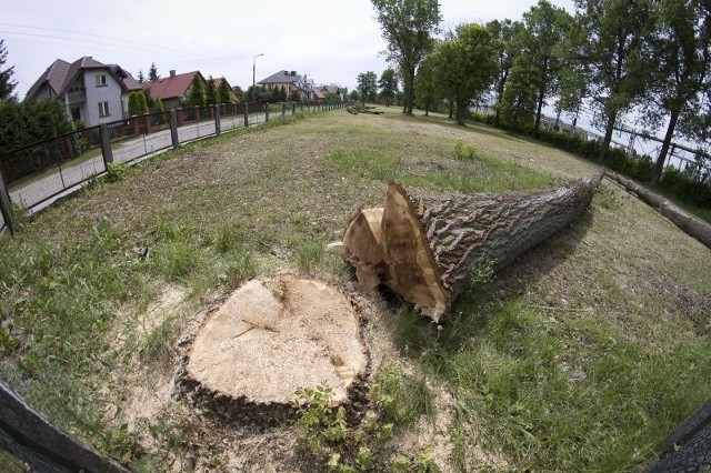 Kilka lat temu spadający konar zniszczył stojący pod drzewem samochód. Mieszkańcy obawiali się, że drzewa mogły być niebezpieczne. 