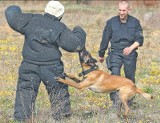 Spotkanie z Hansem. Tropi po śladach, ściga przestępców - pies wyszkolony do pracy w policji