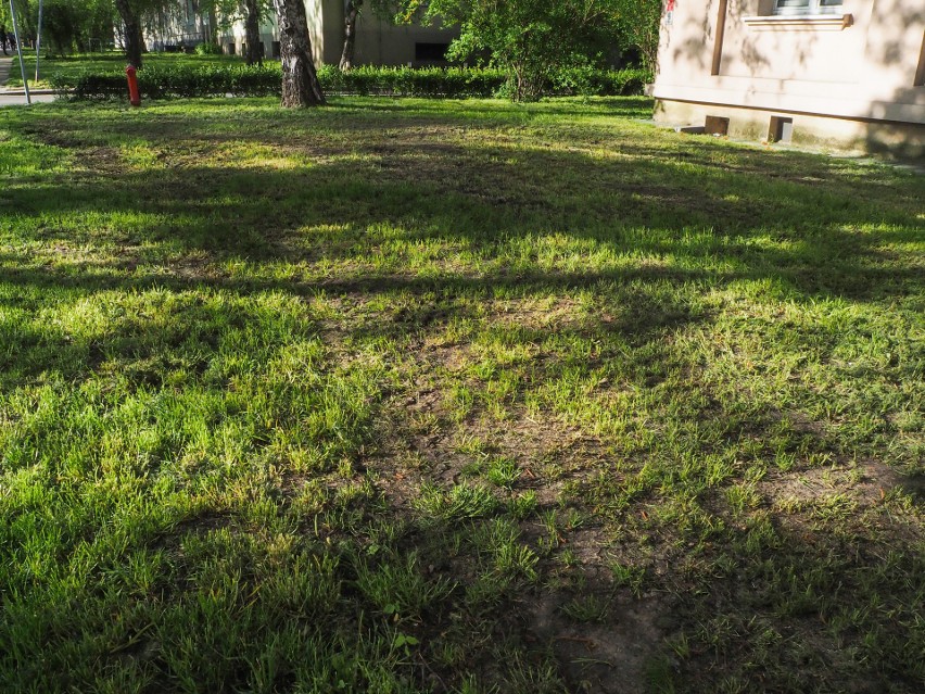 Kraków. Zamiast skoszonej trawy mieszkańcy osiedla Szkolnego "podziwiają" przeorane trawniki