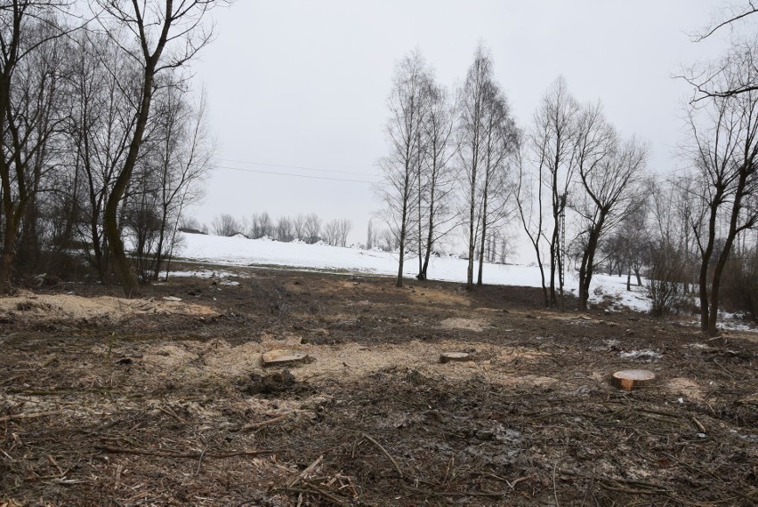 Oświęcim. Na Kamieńcu wycięto piękne drzewa. Tak powstaje Park Pojednania Narodów [ZDJĘCIA, WIZUALIZACJA]