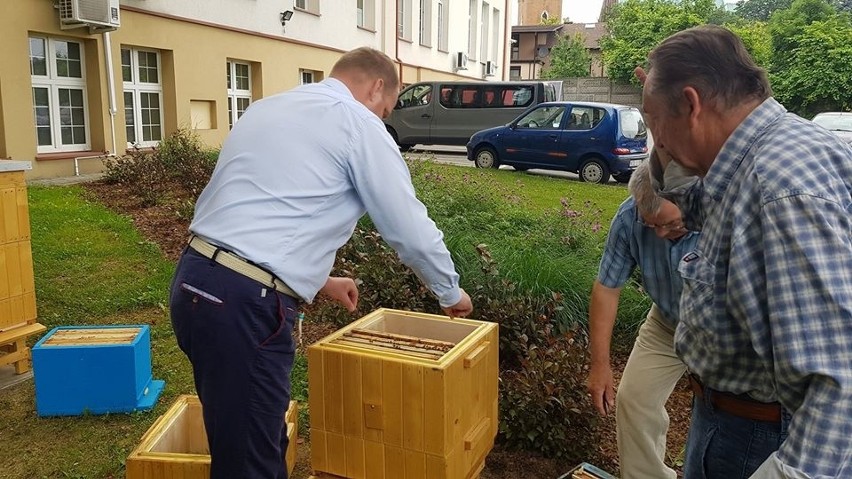 Olkusz. W ulach przed starostwem już mieszkają pszczoły [ZDJĘCIA]