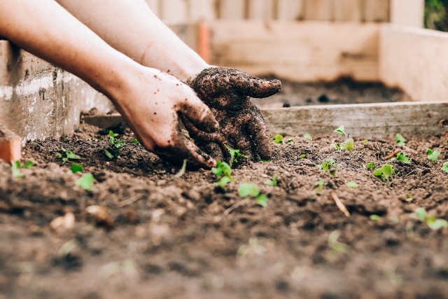 Aby sprawdzić, czy gleba w naszym ogrodzie jest kwaśna, czy zasadowa można wykorzystać do tego sprawdzone metody z sodą, octem i czerwoną kapustą. Zbyt lub za mało kwaśną ziemią poznamy też po roślinach.