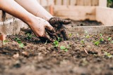 Ziemia w ogrodzie jest za bardzo lub za mało kwaśna? Sprawdź i wykorzystaj naturalne sposoby, żeby to zmienić i poprawić jakość gleby