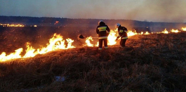 Wraz ze wzrostem temperatury strażacy w całej Polsce odnotowują drastyczny wzrost liczby pożarów traw. Tylko jednego dnia, w czwartek, 5 kwietnia, strażacy powiatu gorzowskiego odnotowali siedem takich interwencji. W tym roku było już ponad 100 takich zdarzeń. Z reguły, dzięki szybkiej interwencji, są to niewielkie pożary, od kilki do kilkudziesięciu metrów kwadratowych. Często jednak przez silnie wiejący wiatr pożar rozprzestrzenia się na znaczne powierzchnie zagrażając obszarom leśnym lub budynkom mieszkalnym. W Polsce w 2017 r. odnotowano 125 892 pożarów, wśród których były 38 634 pożary traw na łąkach i nieużytkach rolnych, co stanowiło 32 proc. wszystkich pożarów w kraju.Wraz ze wzrostem temperatury strażacy w całej Polsce odnotowują drastyczny wzrost liczby pożarów traw. Tylko jednego dnia, w czwartek, 5 kwietnia, strażacy powiatu gorzowskiego odnotowali siedem takich interwencji. W tym roku było już ponad 100 takich zdarzeń. Z reguły, dzięki szybkiej interwencji, są to niewielkie pożary, od kilki do kilkudziesięciu metrów kwadratowych. Często jednak przez silnie wiejący wiatr pożar rozprzestrzenia się na znaczne powierzchnie zagrażając obszarom leśnym lub budynkom mieszkalnym. W Polsce w 2017 r. odnotowano 125 892 pożarów, wśród których były 38 634 pożary traw na łąkach i nieużytkach rolnych, co stanowiło 32 proc. wszystkich pożarów w kraju.POLECAMY PAŃSTWA UWADZE: 