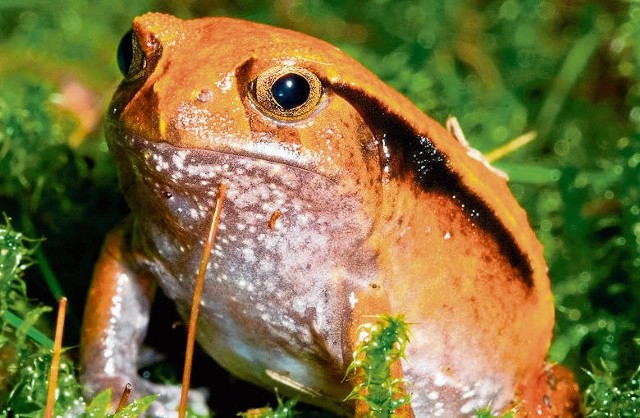 Nowy gatunek żab w krakowskim zoo