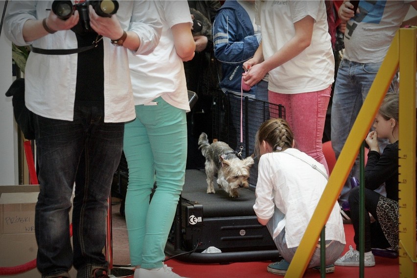 Wrocław: Setki psich piękności podczas festiwalu yorków (ZDJĘCIA)