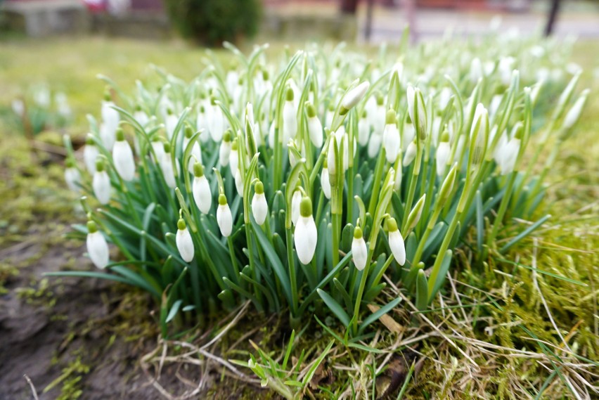 Coraz bliżej do wiosny! W Lublinie i okolicach pojawiły się już pierwsze oznaki zbliżającej się nowej pory roku. Zobaczcie zdjęcia