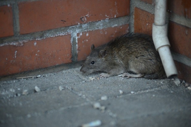 Paryski ratusz prowadzi projekt badawczy mający na celu zwalczanie uprzedzeń, aby pomóc mieszkańcom lepiej koegzystować ze szczurami