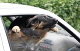 Sopoccy policjanci ratowali psa z rozgrzanego auta. Właścicielowi grożą 2 lata więzienia