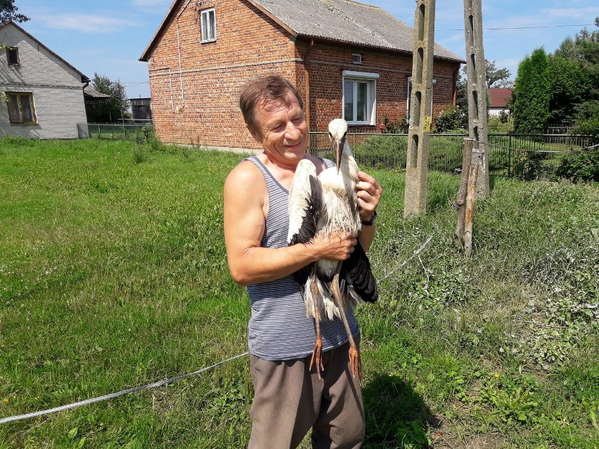 Młody bocian wypadł z gniazda umieszczonego na słupie...