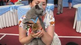 Sopot: Międzynarodowa wystawa kotów rasowych [ZDJĘCIA]