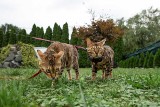 Huśtawki, animacje, brykanie na tarasie. Jak się żyje w hotelu dla kotów? [ZDJĘCIA]