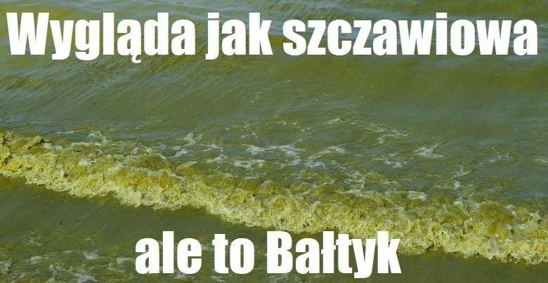 Memy o wakacjach nad polskim Morzem 2022.