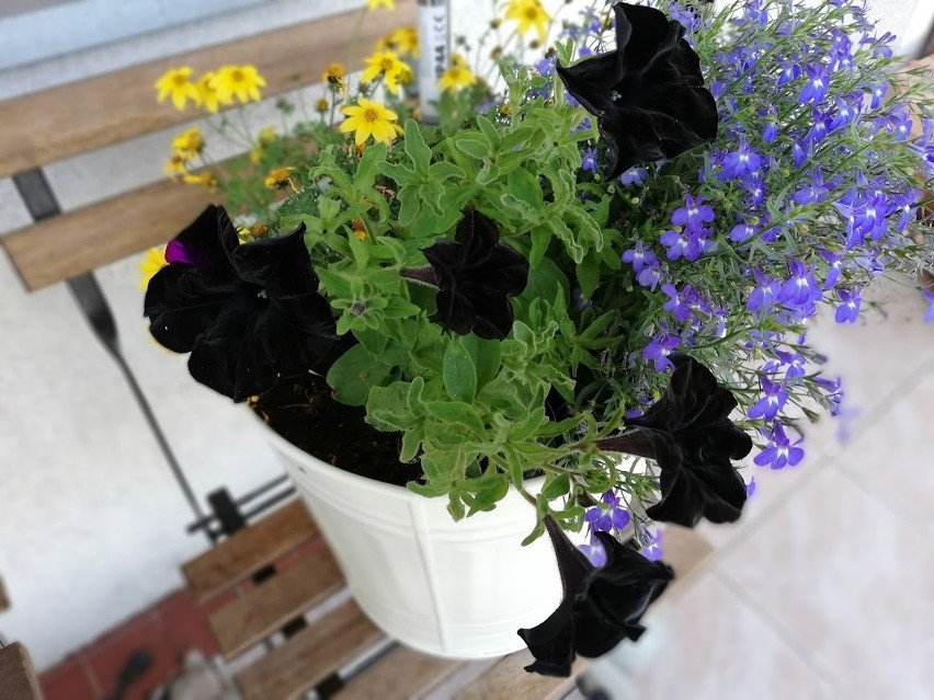 Czarne rośliny świetnie komponują się z żółcią i fioletem.