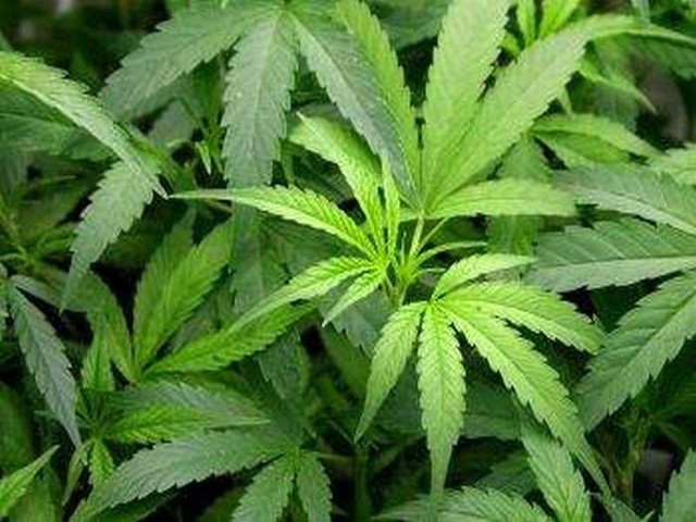 Testy wykryją m.in. obecność w organizmie marihuany