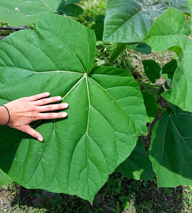 Oxytree według wielu ma być drzewem przyszłościRozłożyste, produkujące mnóstwo tlenu liście to znak rozpoznawczy drzewa tlenowego.