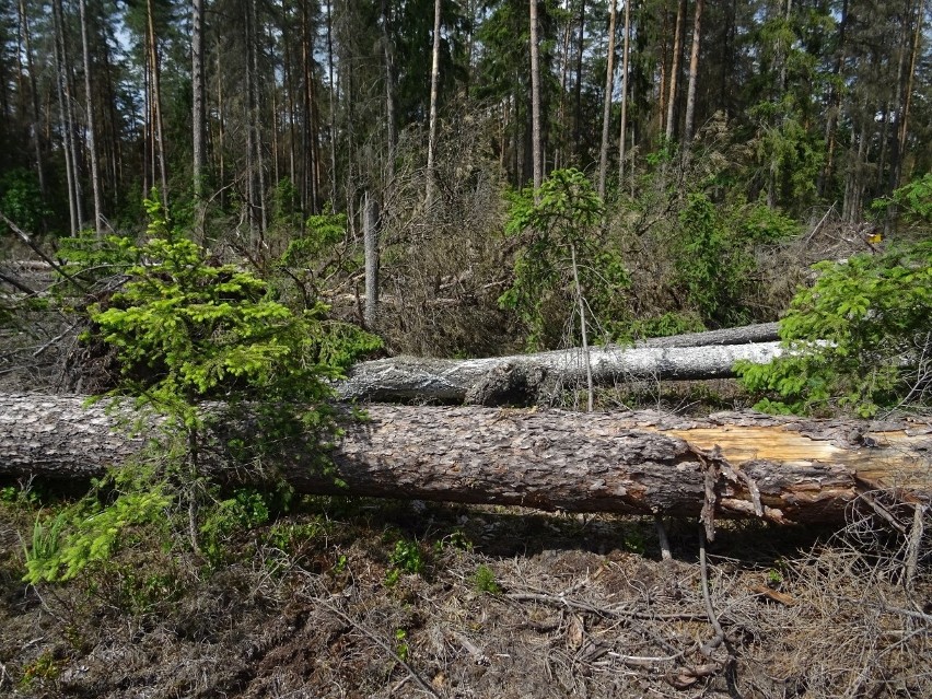 Zdaniem obrońców Puszczy Białowieskiej, leśnicy przygotowali...