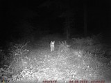 Ryś zapozował przed kamerą ukrytą w lesie pod Tarnowem. Nagranie z fotopułapki robi furorę w sieci