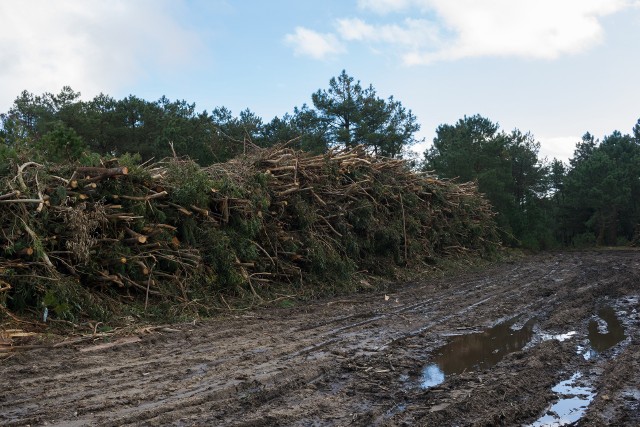 W ostatnich tygodniach polskie lasy przeżywaja oblężenie. Chętnych na zbieranie chrustu nie brakuje.
