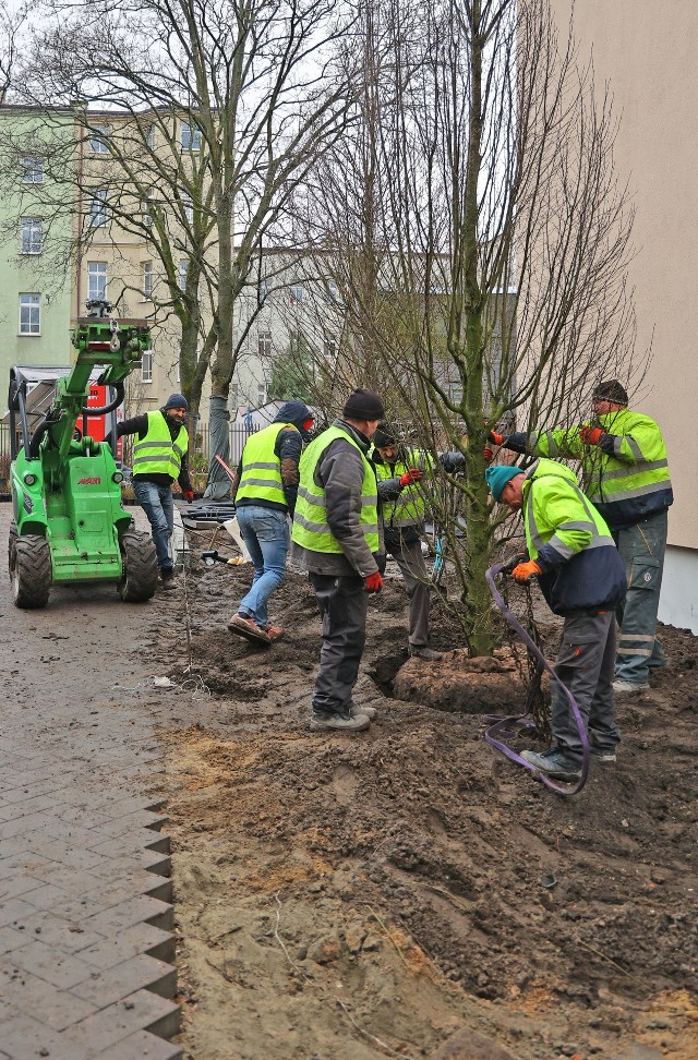 Na Legionów wielkie sadzenie drzew, krzewów i bylin. Będzie zielono!