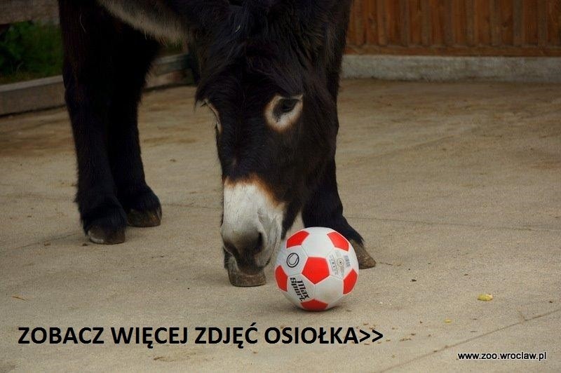 Mecz Polska-Portugalia? Osiołek Zidane wytypował wynik