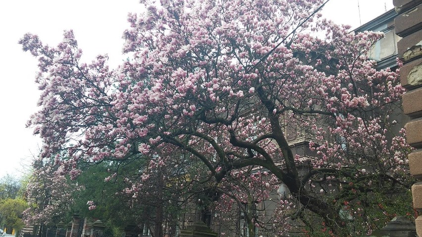 Najpiękniejsze magnolie przy eklektycznej willi na ulicy...
