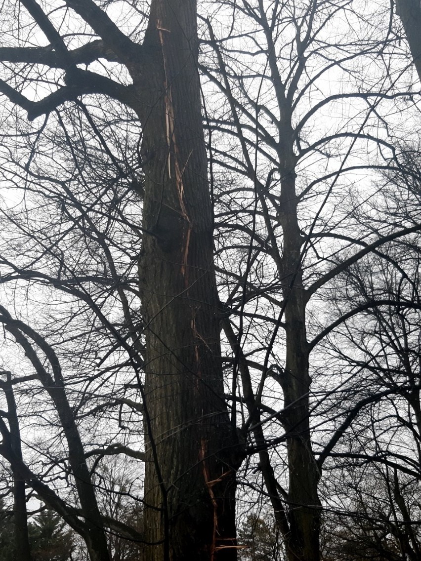 Pierwsza wiosenna burza nad Szczecinem. Piorun trafił w drzewo [ZDJĘCIA]