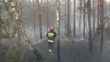 Gmina Magnuszew. Strażacy kilka godzin walczyli z pożarem lasu