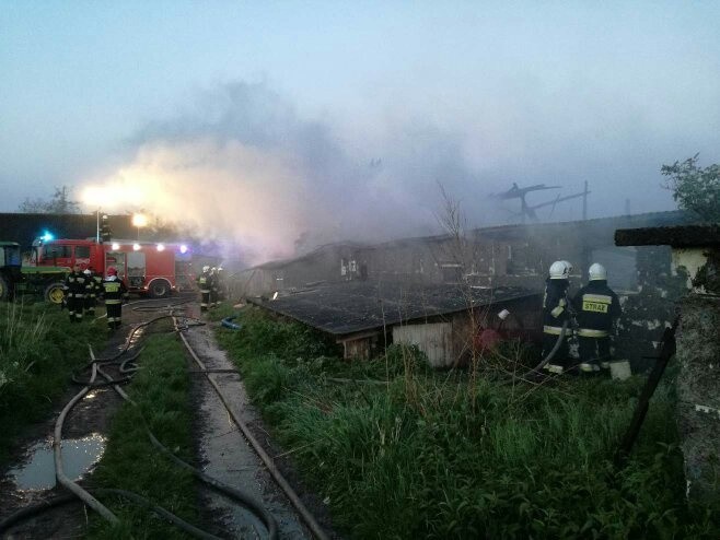 Pożar świniarni w miejscowości Niedźwiedź w powiecie kieleckim 