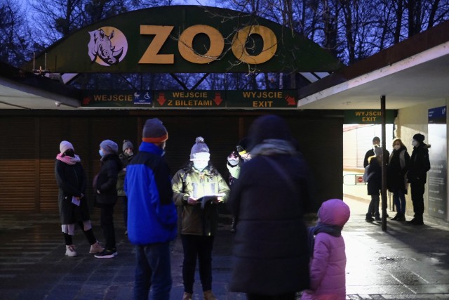 W Nowym Zoo odbyła się kolejna Noc Sów. Wieczorna wyprawa z przewodnikiem po terenie zoo to okazja do spotkania się z sowami, zarówno tymi mieszkającymi w wolierach, jak i żyjącymi na wolności w pobliskich lasach. To ostatnie z zaplanowanych na styczeń czterech takich wyjątkowych spotkań.