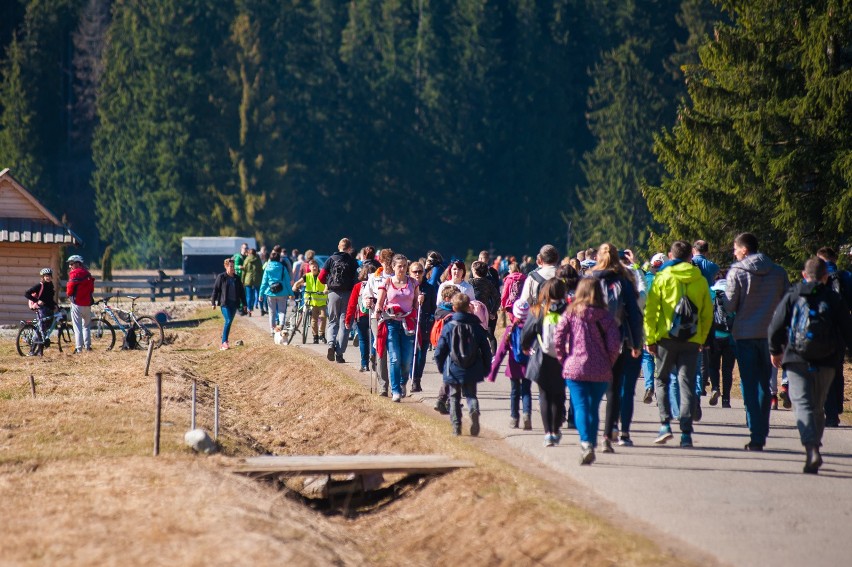 Dolina Chochołowska jest popularna wśród turystów, a gdy...